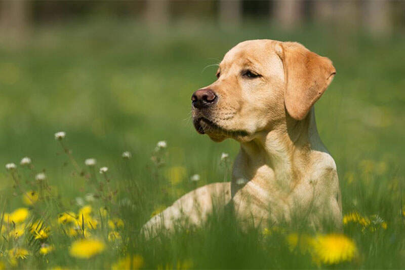 Nutrientes de la comida para perros